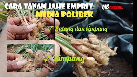 CARA TANAM JAHE EMPRIT MENGGUNAKAN MEDIA  POLIBEK || UNTUNG BANYAK..!!