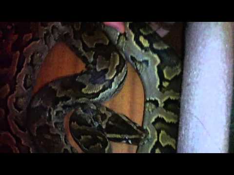 intro to orion male african rock python