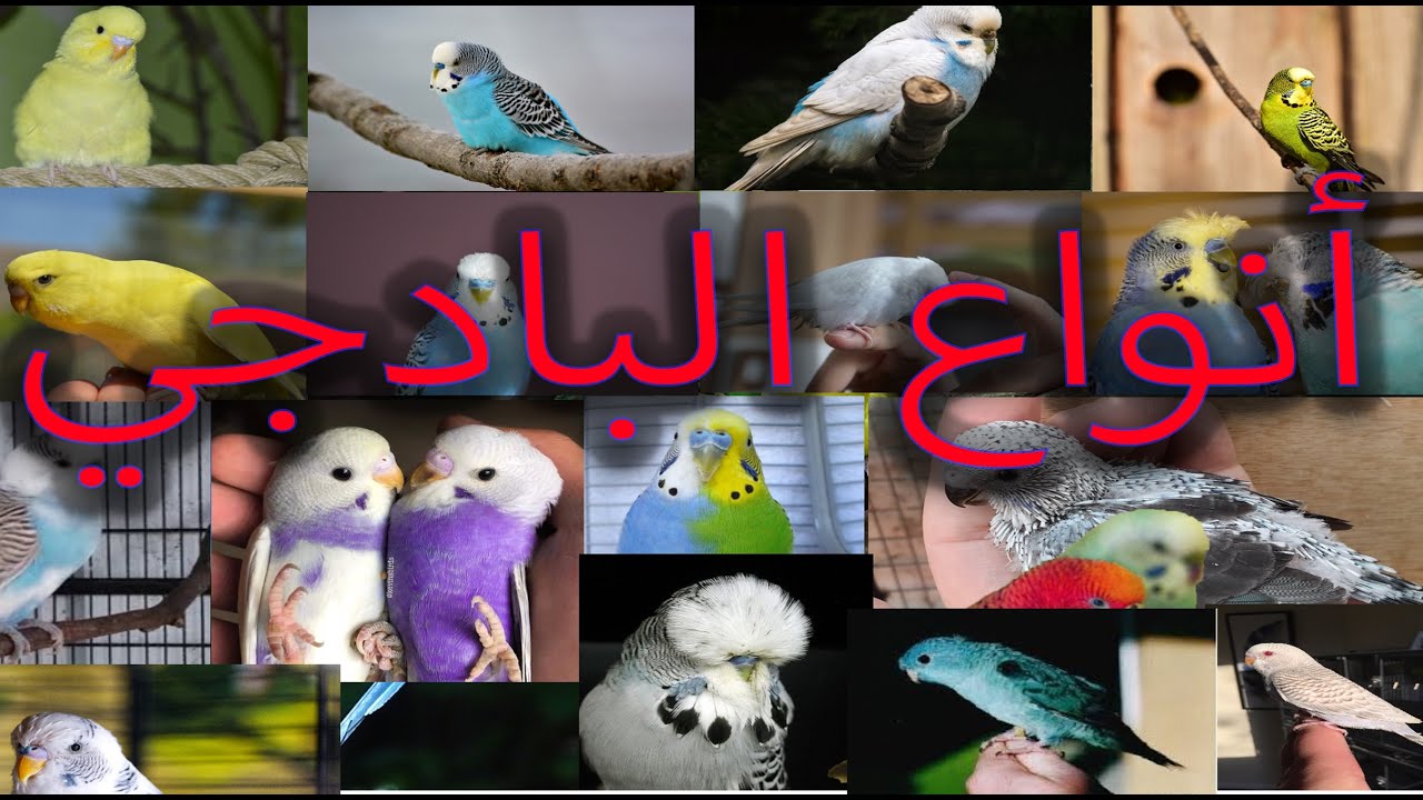 38 نوع من أنواع البادجي ( أنواع البادجي بالصور)