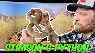 Celebrity Maintenance on my STIMSONS PYTHON VIVARIUM! Profile