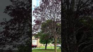 Clouds That Look Like Cotton ☁️ | Mesmerizing Sky #clouds #sky #wow #nature #aesthetic #relaxing