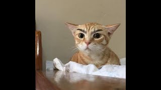Top 20 Funny Angry Cats Of TikTok - Try Not To Laugh (2021) screenshot 4