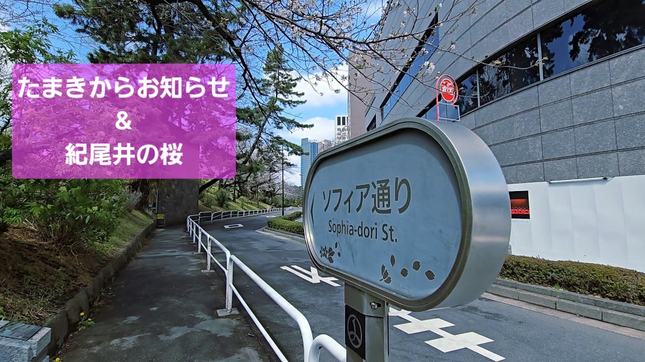 紀尾井の桜【たまき散歩】来年春2027/3/1はスケジュール空けておいてください 去年と同じルートで桜散歩 YouTube