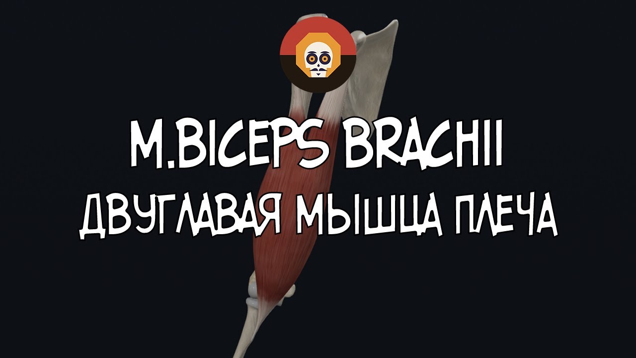 Двуглавая мышца плеча (m. biceps brachii) 3D Анатомия