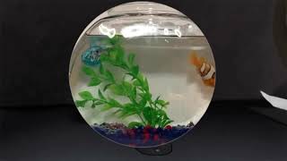 Tatum Christopher Swanson - Languages And Music Showcase Trailer