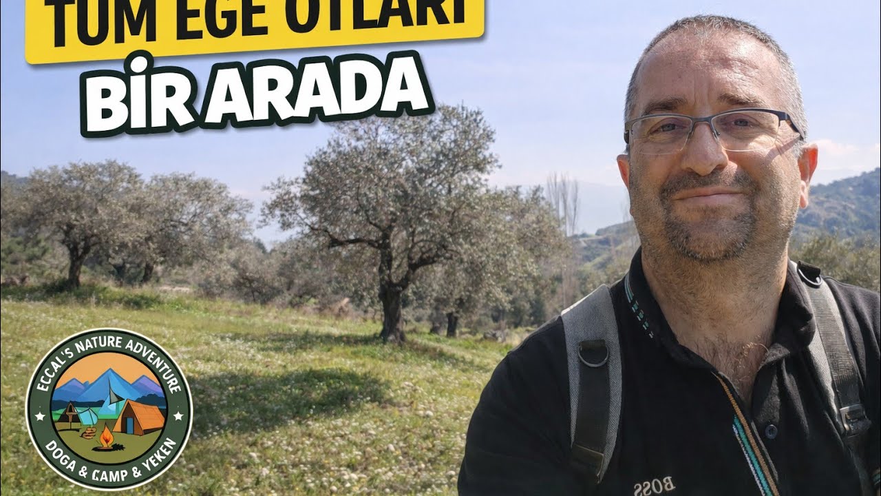 EGE'DE OT SEZONU ZİRVEDE 