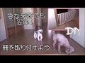 ＜DIY＞犬の飛び出し防止！急な来客にも慌てない！柵を作りました