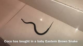 Brown snake season by seedyrom 34 views 2 years ago 1 minute, 36 seconds