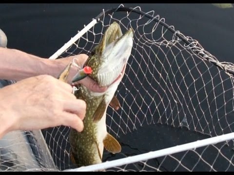 Видео: Доджи Пайк - Риболов на щука