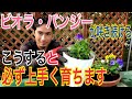 【パンジー・ビオラ】失敗しない育て方を実践で解説します！！【園芸】【ガーデニング】【造園】
