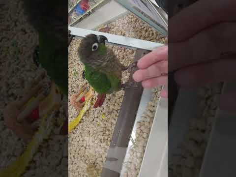 Video: The Moustache Parakeet: A Playful and Clever Pet Parrot