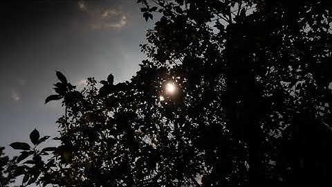 The Silhouette Of The Tree Branch And The Sun Light Video Footage