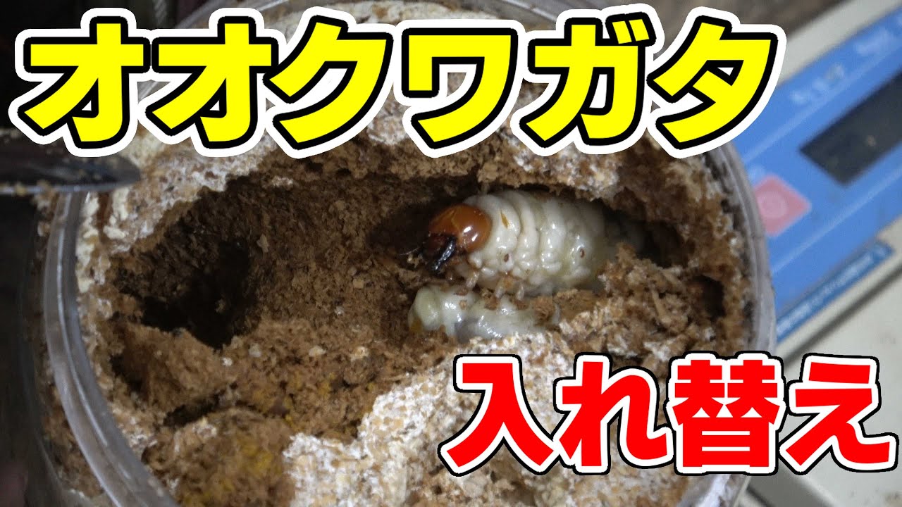 オオクワガタの入れ替え