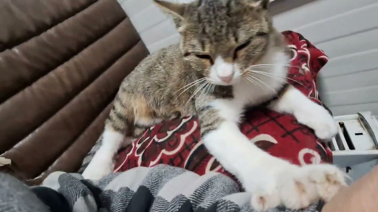The beautiful cat Big Shoes prepares to sleep on the high chair near her human