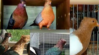 سلسة انواع الطيور  smooth pigeons species18- طائر الذهبي او النحاسي Archangel Pigeon