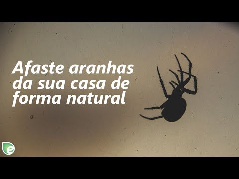Vídeo: Por Que Você Não Pode Matar Aranhas Na Casa