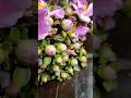 Buquê de Noiva feito de Ora pro Nóbis #buquê #noiva #shorts