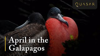 April in the Galapagos Islands - What to Expect