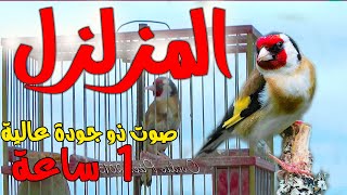 الحسون المزلزل  بتبتة   رهيب ما شاء الله  فحل لتعليم الفراخ