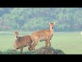 Sultanpur National Park/ Wildlife / Paradise for Birds/Relaxing Music