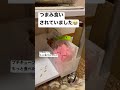 プチキューブが大好き過ぎるハムスター