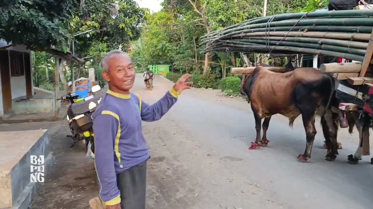 Sebelum ada truck pakai ini!!! || Cikar Jember