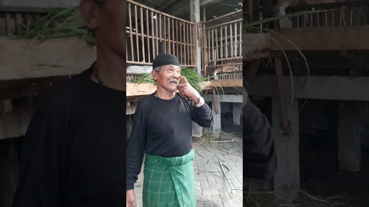 Ternak kambing menguntungkan sekali . Bersama juragan kambing Abah