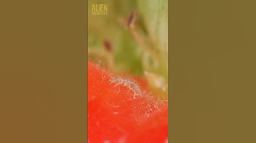 strawberry vs tweezers II #asmr #satisfying #closeup #relaxing #macro #art #zoom