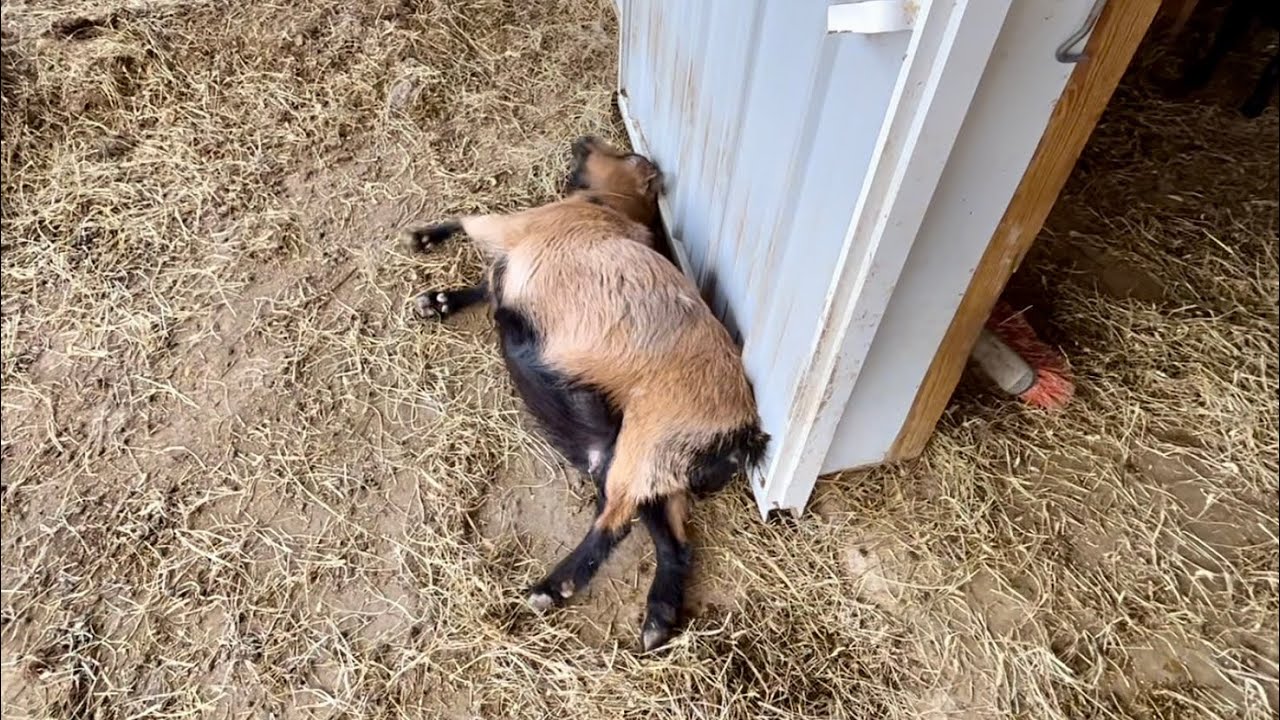 Ginger goat birth update H’s brakes went out while she was driving