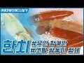 맛과 영양은 오징어보다 한 수 위! 한치 #갯벌쌍둥이형제 #무안청계만 [어영차바다야 다시보기]