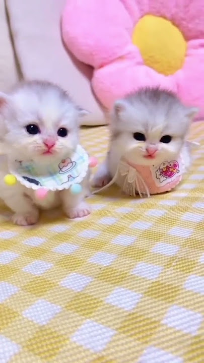 Meong anak kucing lucu #35 #Meong anak kucing LUCUU #kucing #kucinglucu #suarakucingterlucu