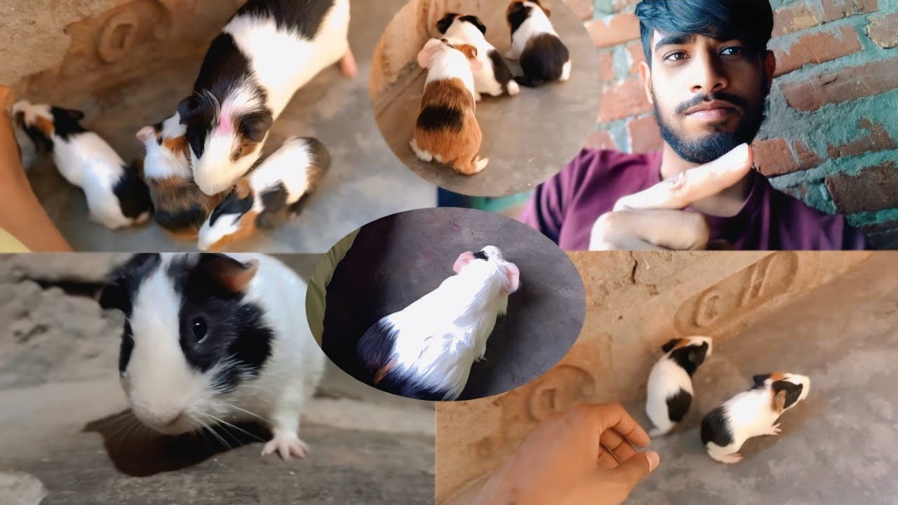 विलायती चूहा का हुआ बच्चा || vilayati Chuha ka hua baccha