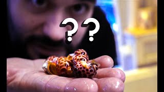 ALL NEW shrimps, inverts and corals ! by Fragbox Corals 4,089 views 12 days ago 9 minutes, 43 seconds