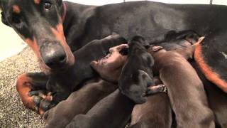 Available Doberman Puppies by familydobes 39,400 views 8 years ago 2 minutes, 46 seconds