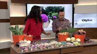 Allium plants for your garden