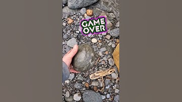 Cannonball nodule split open on the beach! 💣💥 #fossilhunting #fossils #shorts #sea #rock #beach