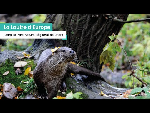 Vidéo [FR] La loutre d'Europe dans le Parc naturel régional de Brière