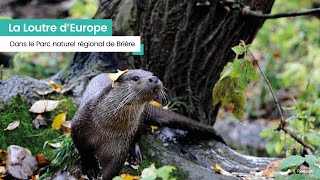 La Loutre Deurope Dans Le Parc Naturel Régional De Brière