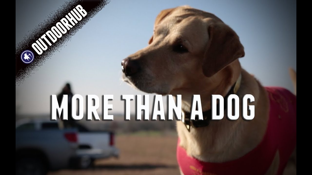They Are Not Just A Birddog YouTube