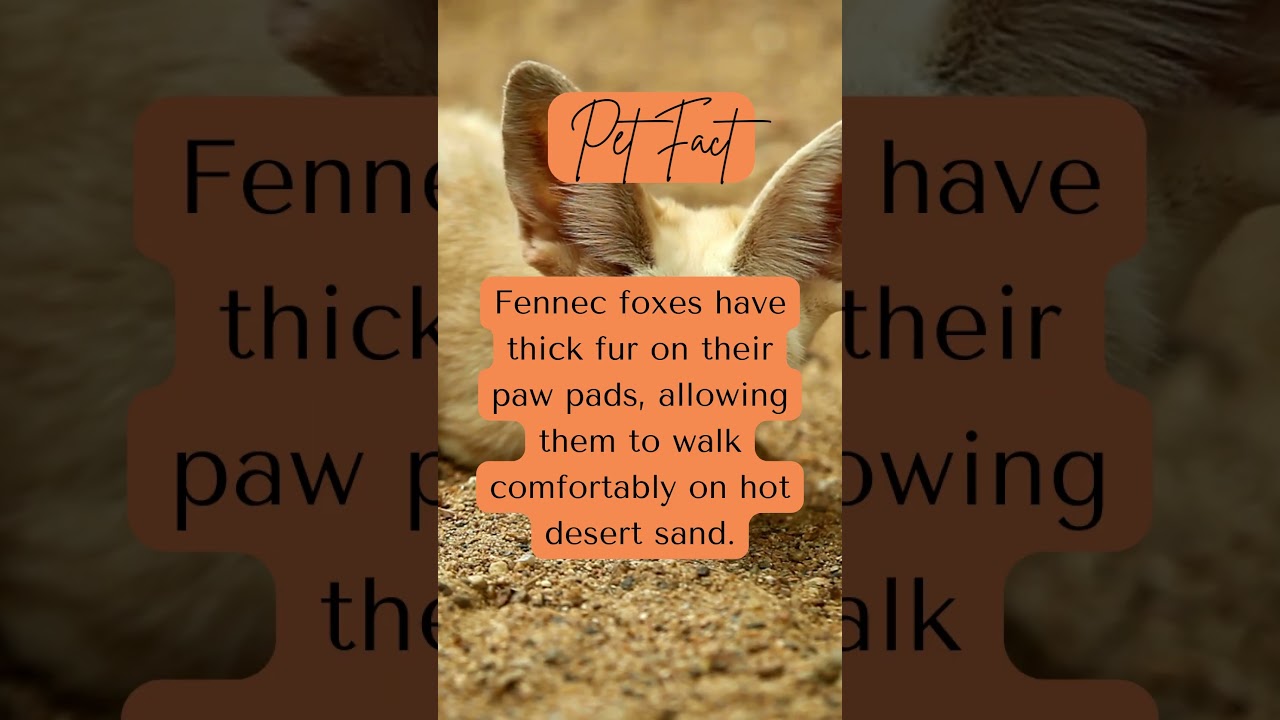 Fennec Fox Fact 