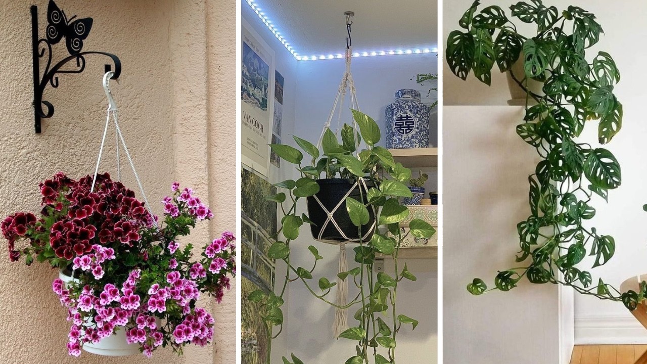 +227 iDEIAS para DECORAR com VASOS SUSPENSOS que são um charme e vão otimizar seu espaço da sua casa