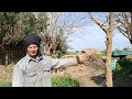الجزء الثاني طريقة نقل شجر التوت مع المهندس الزراعي الاستاذ مسعد ابو مرسي 
