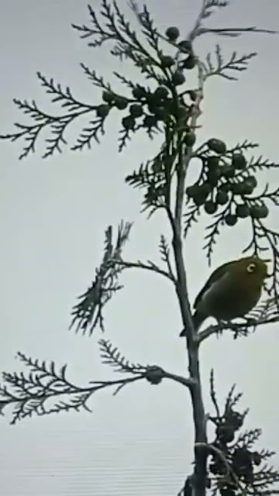 suara pleci di alam bukpar