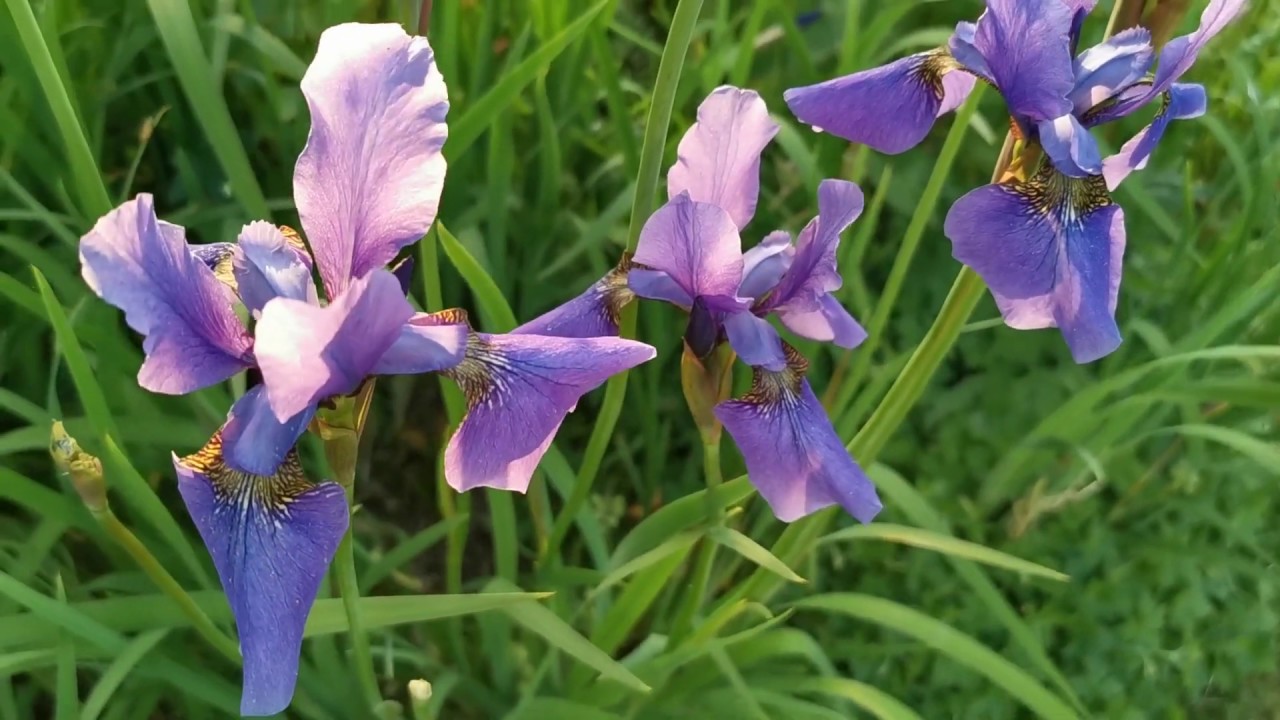 Cottage Garden Egyptian Iris - YouTube