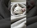 cat are sleeping #funny #funnymoment #funnyhe #viral #funnyreel
