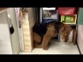 Physical ability of Airedale surprise me.