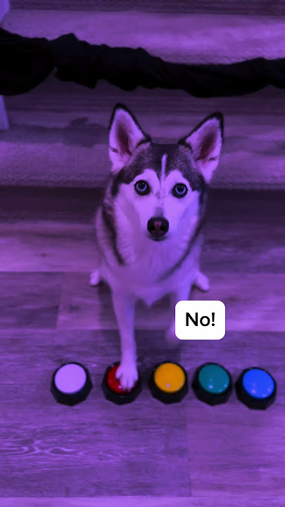 Sapphie the pomsky kicks daddy out of the club