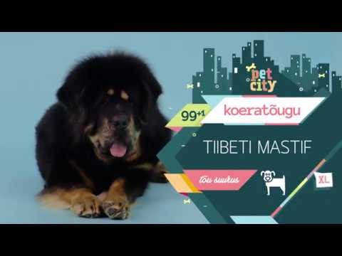 Video: Tiibeti Mastif Koerkoeratõug Hüpoallergeenne, Tervise Ja Eluiga