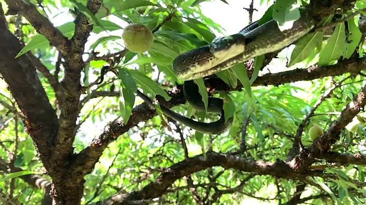 Green snake strikes in VA.