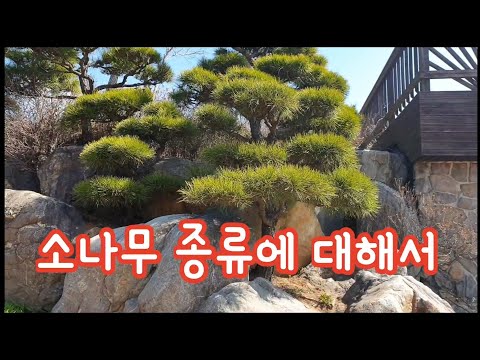 [나무이야기 6탄]소나무 종류에 대해서/소나무 구분 방법/소나무종류